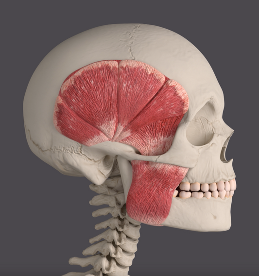 Facial Upswing from Stronger Gum: The 3 Key Points of Chewing